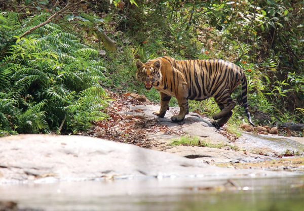 Thekkady and Periyar Tiger Reserve